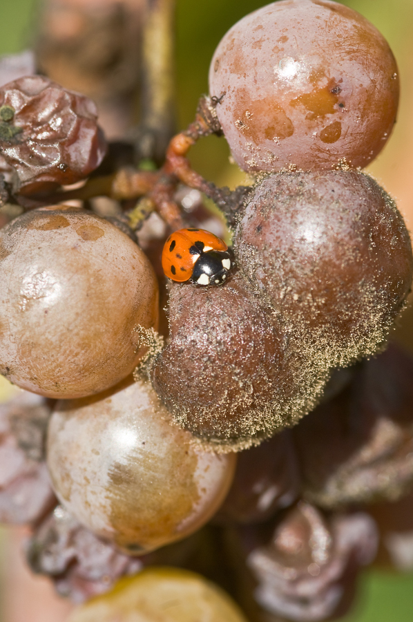 Sauternes Weintrauben mit Marienkäfer